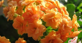 Каланхоэ дегремона: домашний лекарь и просто красивый цветок