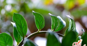 Замиокулькас – размножение разными способами