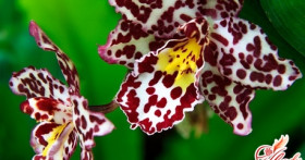 Проблемы цветения: почему у орхидеи вянут цветы