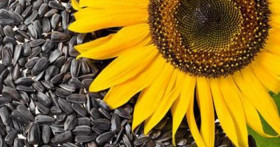 Можно ли употреблять семечки при панкреатите