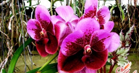 Ванда: орхидея – красавица с женским характером