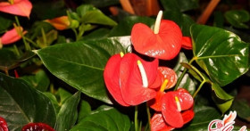 Как вырастить антуриум: пересадка взрослеющего растения