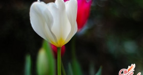 Цикламен персидский – выращивание и уход