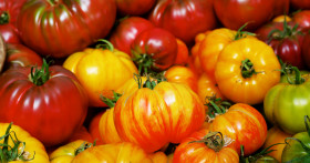 Самые лучшие сорта тепличных томатов для Подмосковья на 2019 год