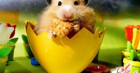 Чем кормить хомяка, чтобы не навредить?