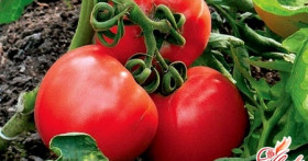 Сорта томатов – многоликий синьор Помидор