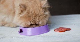 Как и чем правильно кормить кота