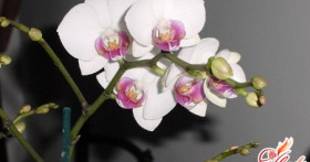 Орхидея Фаленопсис – живое чудо