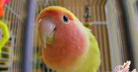 Как научить попугая разговаривать?