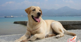 Собака породы лабрадор – идеальный друг и помощник человека