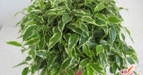 Фикус Кинки: уход без хлопот