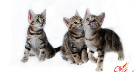 Европейская короткошерстная – кошка, которая не гуляет сама по себе