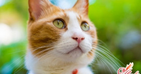 Воспитание кошек, или Кто кого перехитрит?