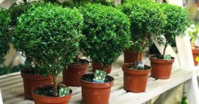 Как ухаживать за миртовым деревом в домашних условиях