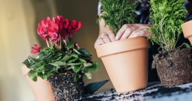 Как бороться с болезнями комнатных растений