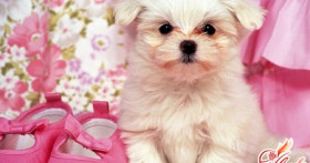 Собака болоньез – болонка итальянского происхождения