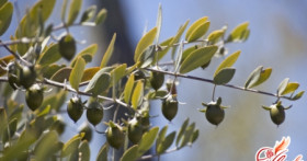 Действенные маски для волос с маслом жожоба