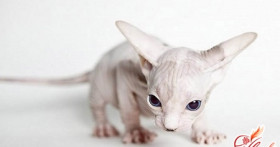 Чем кормить котенка-сфинкса: особенности питания маленьких экзотов