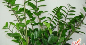 Великолепный замиокулькас – уход в домашних условиях