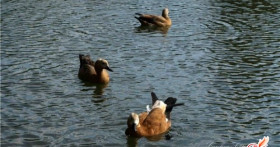 Чистые пруды