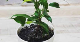 Как ухаживать за фикусом Наташа