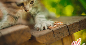 Обручальные кольца эксклюзивного исполнения: что в моде?