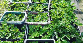 Как правильно посадить клубнику в августе для большой урожайности