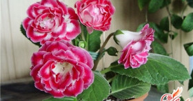 Глоксиния – уход и размножение. Практическое пособие