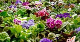 Как ухаживать за фиалками, чтобы они обильно цвели?