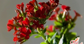 Мы расскажем вам, почему не цветет каланхоэ у вас дома
