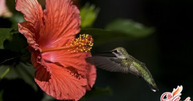 Китайская роза: желтеют листья. Что делать?