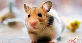 Домашние хомяки – уход и содержание маленьких проказников