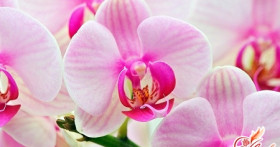 Комнатная орхидея: уход за растением