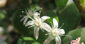 Денежное дерево – болезни и вредители