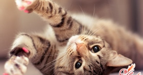 Перхоть у кошки – признаки и причины