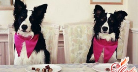 Породы декоративных собак – любовь и преданность в миниатюре