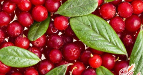 Витаминный напиток или морс клюквенный – рецепт