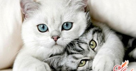 Как приучить кошку к унитазу, или Нестандартный лоток