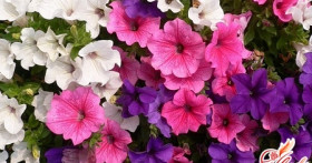 Петуния: выращивание рассады