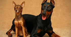 Немецкий пинчер – идеальная порода для квартиры