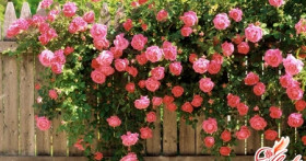 Вьющиеся растения для сада: любовь с первого взгляда