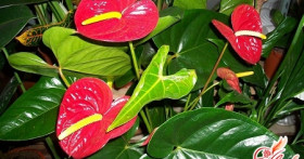 Антуриум: сохнут листья. Как помочь растению?