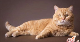 Как отличить кота от кошки: половые, физиологические и другие особенности