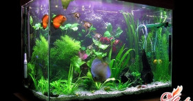 Как ухаживать за рыбками в аквариуме? Инструкция для начинающих