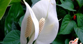 Спатифиллум – уход в домашних условиях. Памятка цветоводу