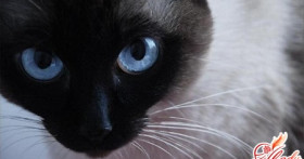 Цистит у кошек – причины, симптомы и лечение