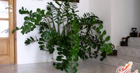 Замиокулькас – пересадка по правилам