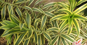 Как ухаживать за бамбуком в домашних условиях? Постигаем премудрости