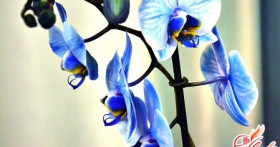 Синяя орхидея: что скрывается за маской?