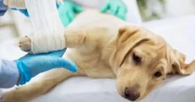 Травмы у животных: когда обращаться к ветеринару-травматологу